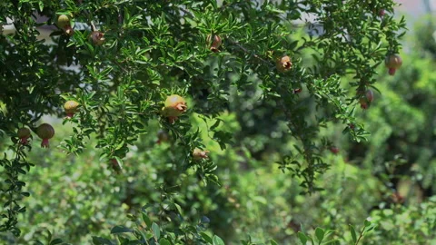 Pomegranate tree Stock Footage 157946407