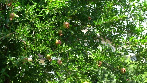 Pomegranate tree Stock Footage 157946441