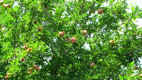 Pomegranate tree Stock Footage 157946469