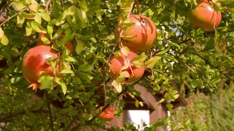 Pomegranate Tree Stock Footage 165257204