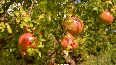 Pomegranate Tree Video stock 165261002