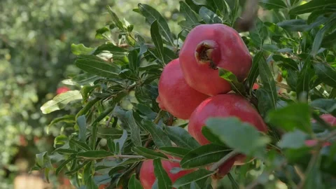 Pomegranate Tree Video stock 202655640