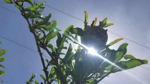 Pomegranate on a tree Stock Footage 202884680
