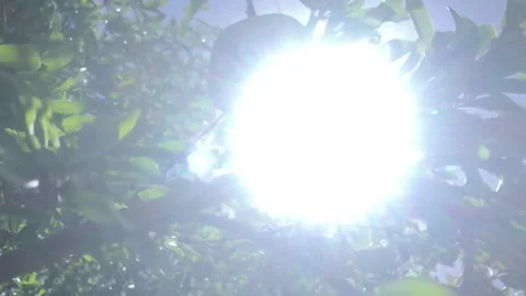 Pomegranate on a tree Stock Footage 202885851