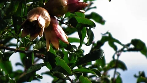 Pomegranate tree Stock Footage 304081672
