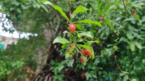 Pomegranate tree with fresh buds Stock Footage 272287324