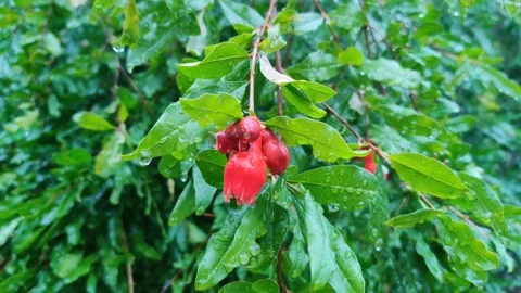 Pomegranate tree with fresh buds 库存影片 272287326
