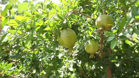 Pomegranate tree with fruit 1 Video stock 333134728
