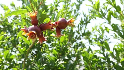 Pomegranate tree with fruit 12 Video stock 333134802