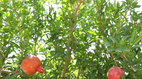 Pomegranate tree with fruit 6 Stockbeeldmateriaal 333134768