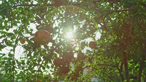Pomegranate tree with fruit Stock Footage 139722299