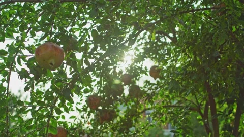 Pomegranate tree with fruit Stock Footage 139722548