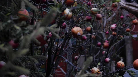 Pomegranate tree with fruit in restaurant yard close view Stock Footage 130636532
