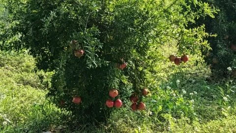 Pomegranate tree full of ripe 動画素材 347580509
