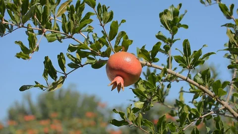 Pomegranate tree in the garden. Stock Footage 129144917