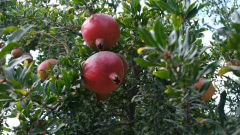 Pomegranate tree, harvest time Stock-Footage 140405037