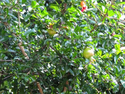A pomegranate tree identifiable by its glossy green leaves and developing fr Stockfoto's