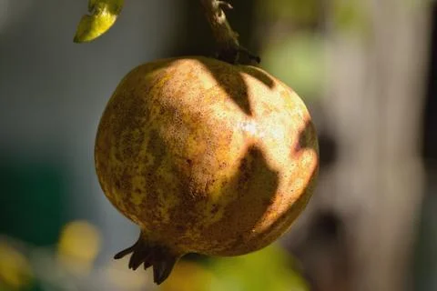 Pomegranate on the tree Stock Photos