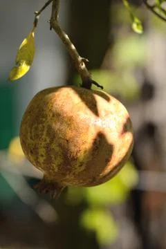 Pomegranate on tree Stock Photos