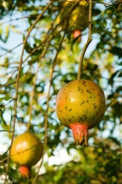 Pomegranate on a tree Stock Photos