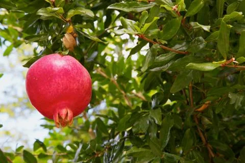 Pomegranate in a tree Stock Photos