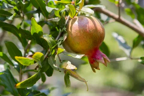 Pomegranate tree 写真素材