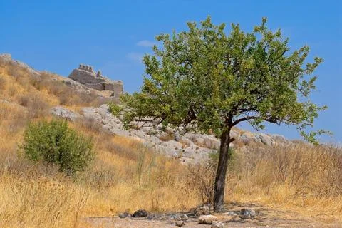 Pomegranate tree. Stock Photos