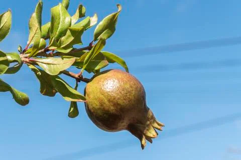 Pomegranate tree Foto stock