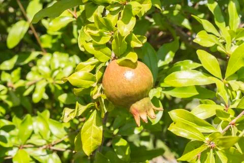 Pomegranate tree Stock Photos