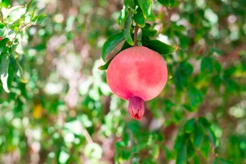 Pomegranate tree Stock Photos