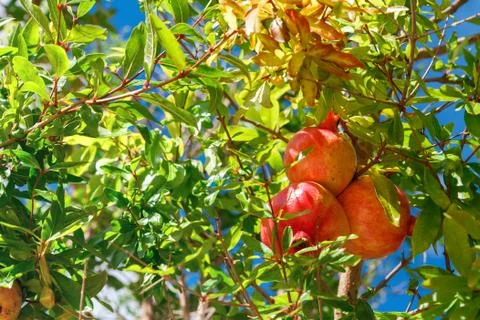 Pomegranate on the tree Stock Photos