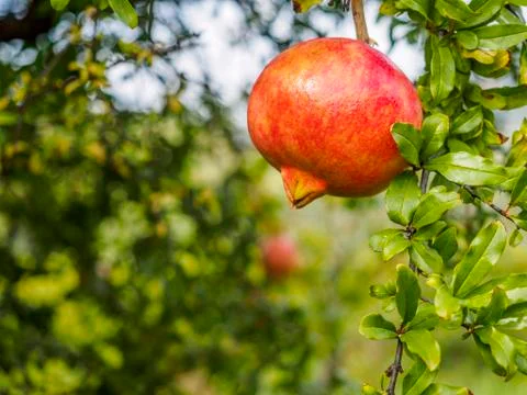 Pomegranate tree Stock Photos