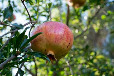 Pomegranate tree Stock Photos
