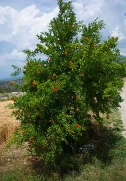 Pomegranate tree Stock Photos