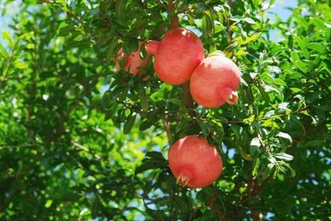Pomegranate tree Stock Photos