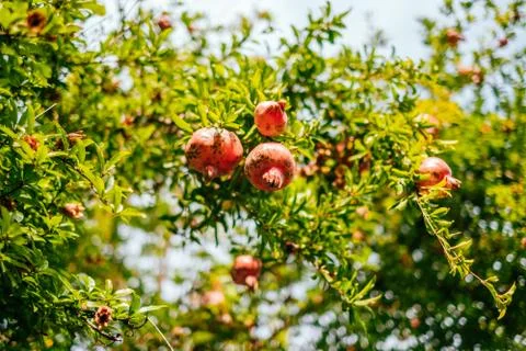 Pomegranate on the tree Stock Photos