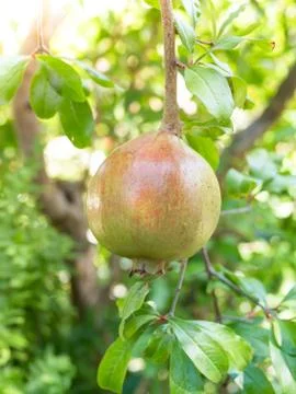 Pomegranate on tree Stock Photos
