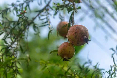 Pomegranate  on the tree Stock Photos
