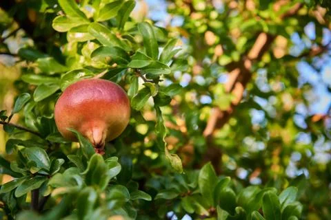 A pomegranate on the tree Stock Photos