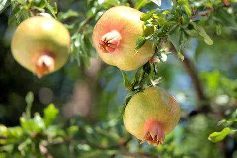 Pomegranate on the tree Stock Photos