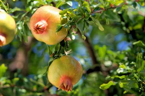 Pomegranate on the tree Stock Photos