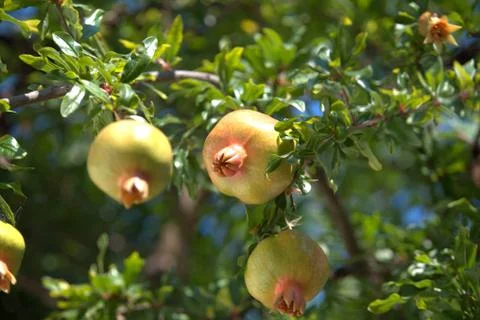 Pomegranate on the tree Stock Photos