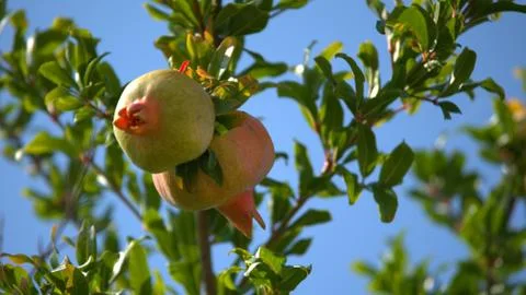 Pomegranate on the tree Stock Photos
