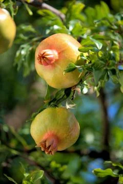 Pomegranate on the tree Stock Photos