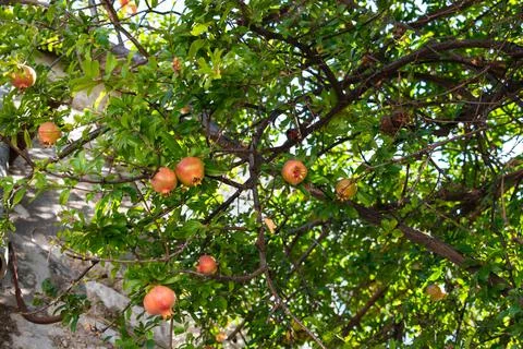 Pomegranate tree Stock Photos