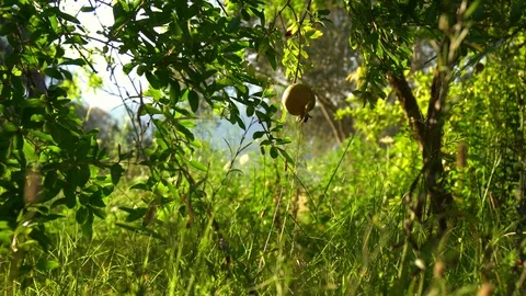 Pomegranate Trees Stock Footage 93088905