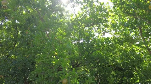 Pomegranate trees full of flowers and fruits. Vibrant colors of nature. Stock Footage 220160974
