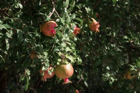 Pomegranate trees in Greece Stock Photos