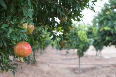 Pomegranate trees Stock Photos
