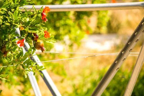 Pomegranate Trees Stock Photos